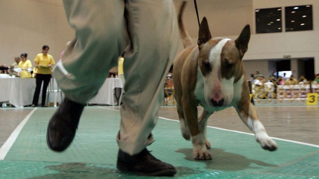 Suomen Kennelliiton hallitus on kieltänyt Norjassa asuvien koirien osallistumisen Kennelliiton alaisiin koiratapahtumiin Suomessa.