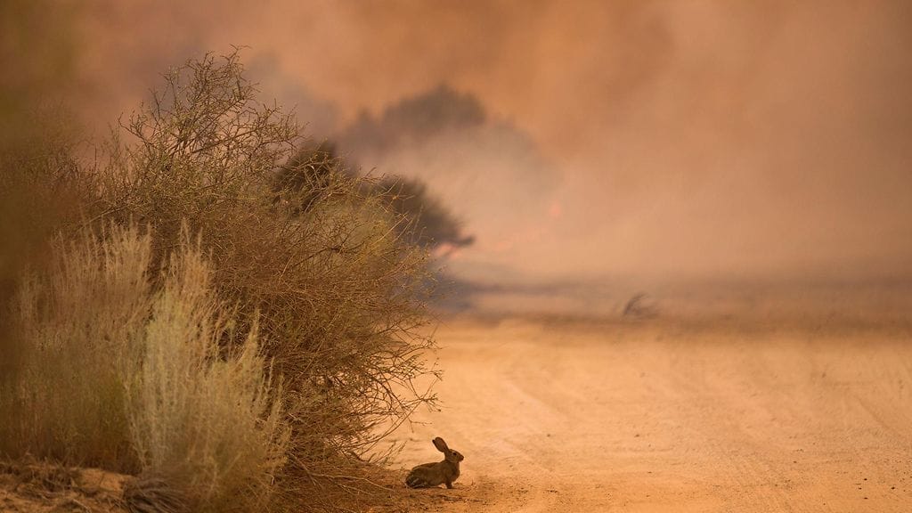 Maastopaloja Phelanissa San Bernardinossa 17.8.2016.