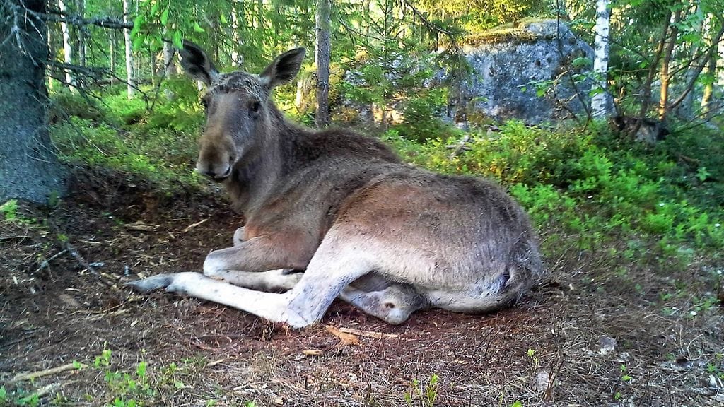 mervi hirvi villieläinhoitola 1