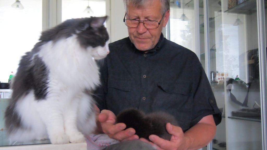 Markku Harjun hoitaa vuosittain satoja villieläimiä. Nyt käsissä on pieni orpo saukko, jolle pitää seuraa villieläinhoitolan kissa.