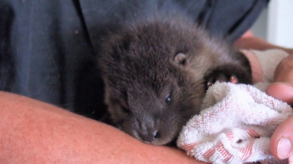 mervi hirvi villieläinhoitola 4