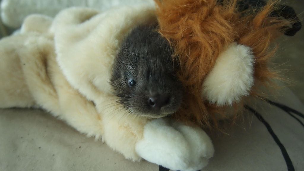 mervi hirvi villieläinhoitola 5