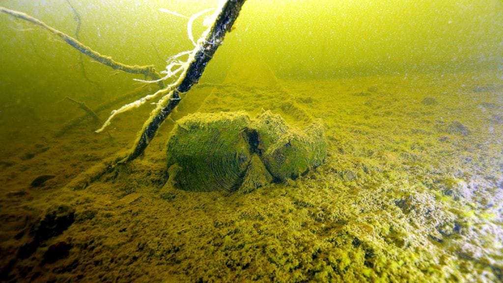 RichardEller_Copyright2016_401A9007cclowresnc