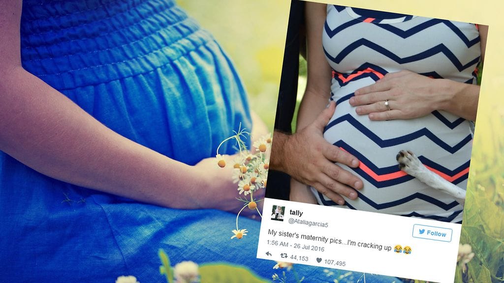 Koira halusi osallistua pariskunnan raskauskuvauksiin.