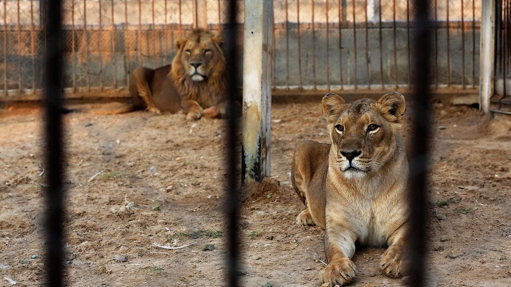 Eläintarhaa on luonnehdittu maailman huonoimmaksi elinolonsuhteiden vuoksi.