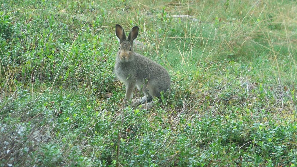 Tämä jänis on kuvattu Posiolla. Kuva: Eero Kela.