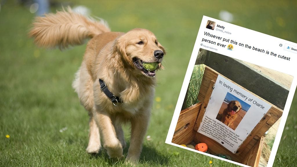 Charlie-koiran vanhat pallot ilahduttavat nyt muita koiria. Kuvituskuva.