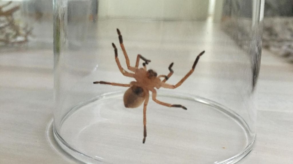 Kuvan hämähäkki löytyi viinirypäleiden joukosta.