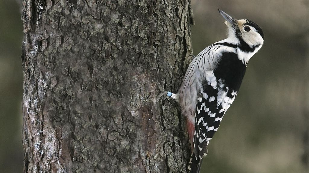 valkoselkätikka, tikat, linnut