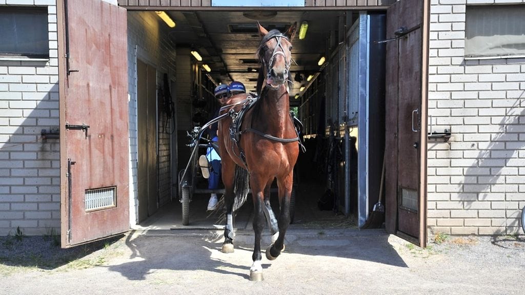 Raviohjastuksen ABC eka ajokerta