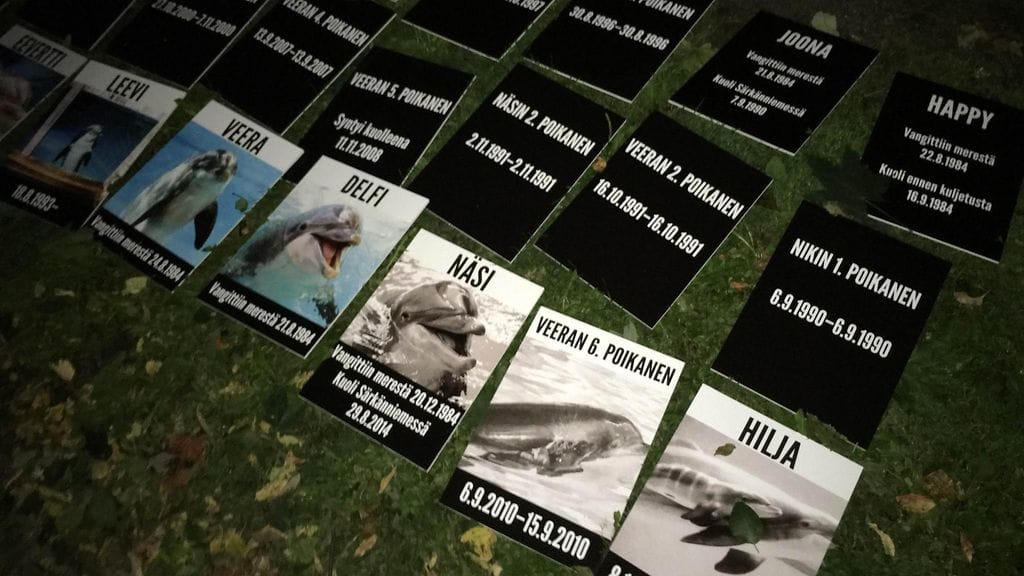 Aktivistit kritisoivat delfiinien pitämistä delfinaariossa