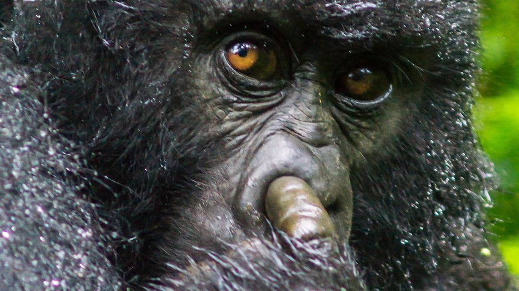 Gorilla kaivelee nenäänsä Cedric Faveron ottamassa kuvassa,  Comedy Wildlife Photo Awards 2016