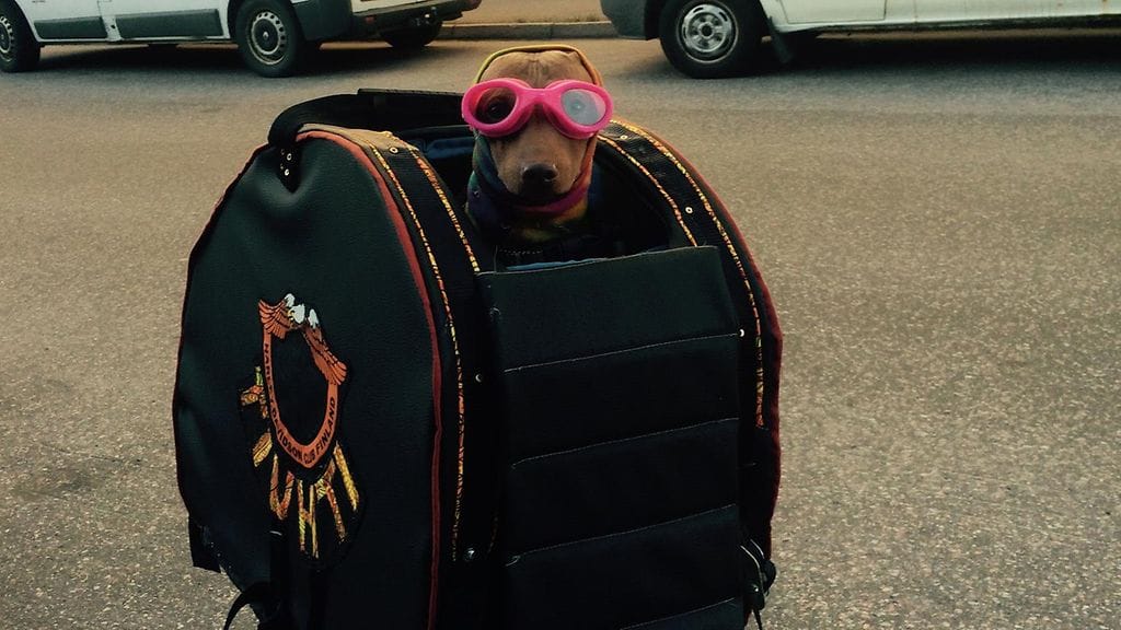 3,5-vuotias Tiuhti on päässyt tänä kesänä omistajansa, Marketta Nelimarkan, mukaan moottoripyöräreissuille. Kuva: Marketta Nelimarkka