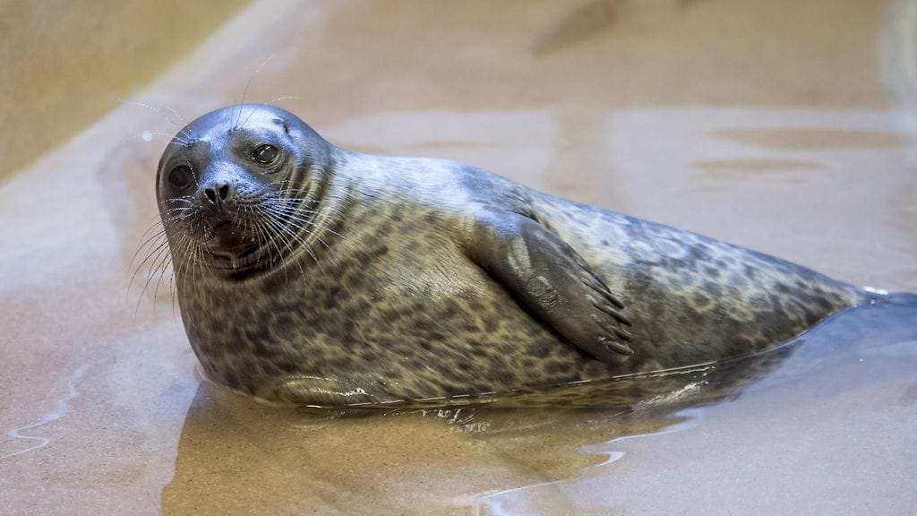 Suomen riistakeskuksen mukaan metsästysvuoden metsästyskiintiö on kaksisataa itämerennorppaa. Kuvituskuva.