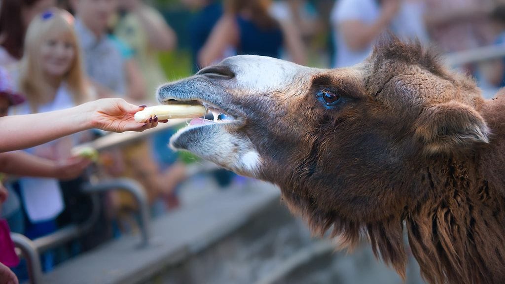 Eläinpuiston yrittäjä on joutunut syytösten kohteeksi aiemminkin.