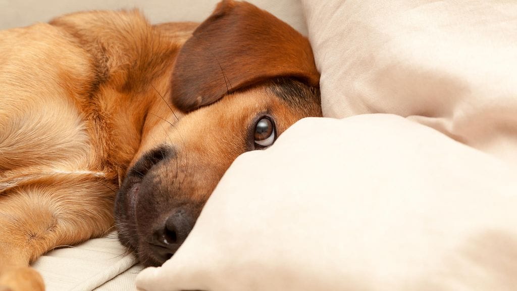 Positiivisten vaikutusten saamiseksi riittää, kunhan lemmikki on samassa huoneessa.