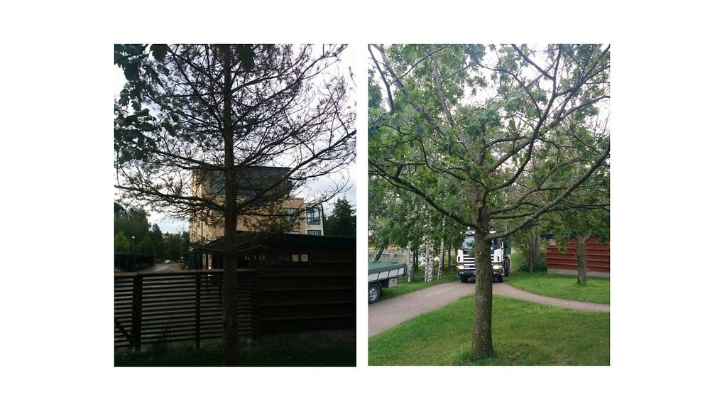 mänty_tammi_kuva 7