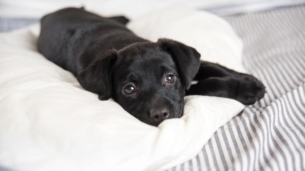 Tämä koiranpentu ei liity tapaukseen.