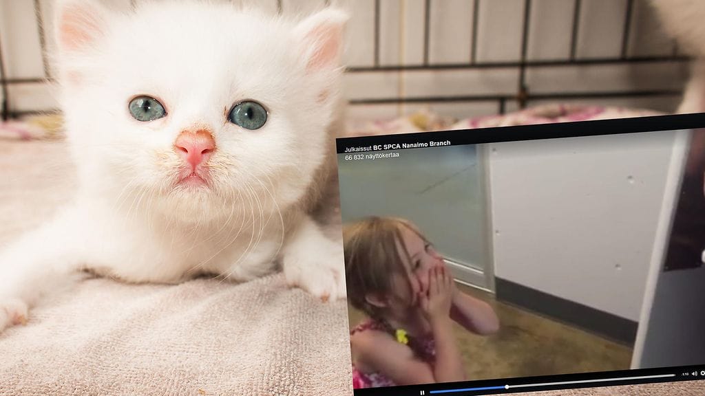 Kuvituskuva, kuvakaappaus Facebookista