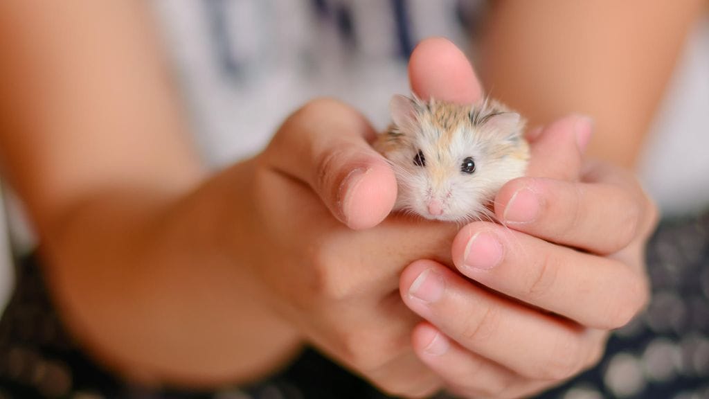 Kuvan hamsteri ei liity tapaukseen.