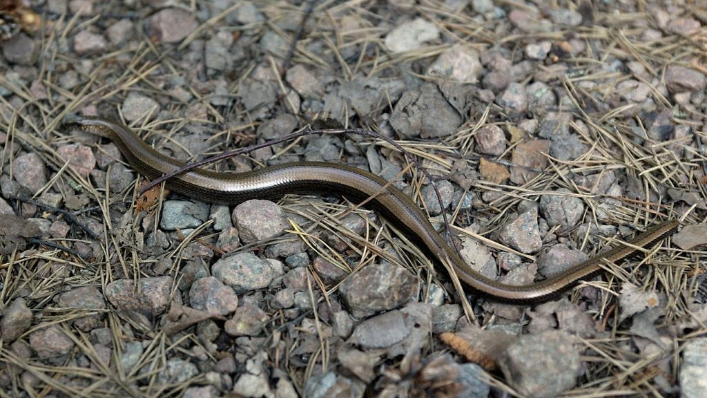 Vaskikäärme eli vaskitsa. Kuvituskuva.