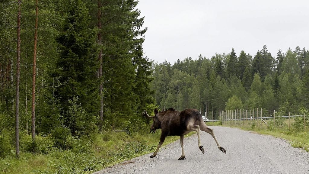 Poliisi joutui ampumaan vauhkoontuneen hirven satamaan. Ampumisesta ei aiheutunut poliisin mukaan vaaraa ulkopuolisille. Kuvituskuva.