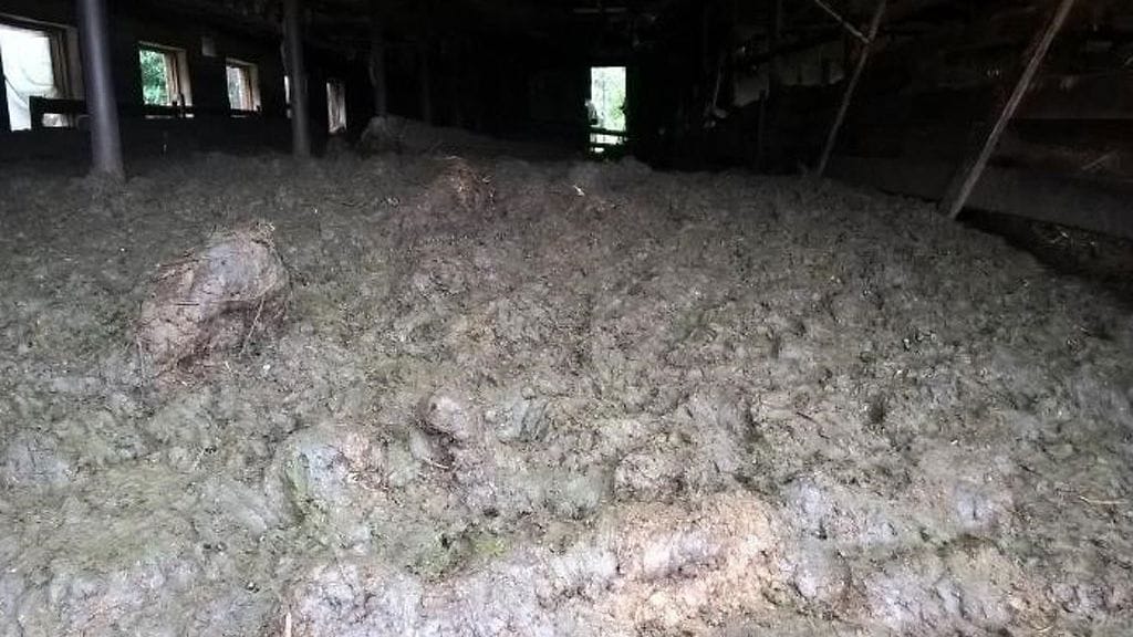 Somerolaisella lammastilalla on paljastunut eläinten räikeä laiminlyönti. Tilan karjasuojissa lantaa oli lähes ikkunoihin asti.