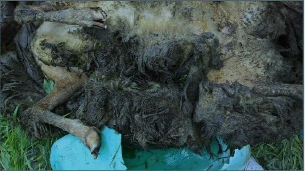 Lammas2 somero 1.9.2016