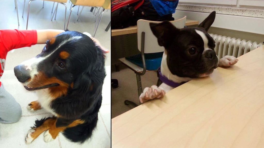 Nella luokassa oppilaan paijattavana. Armas taas kurkkii, onko tehtävät tehty huolella. Kuva: Marja Hälikkä.