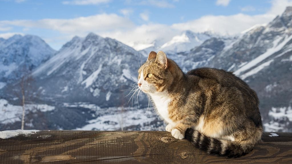 Paikallisen hotellinpitäjän kissa pelasti Alpeille eksyneen miehen.