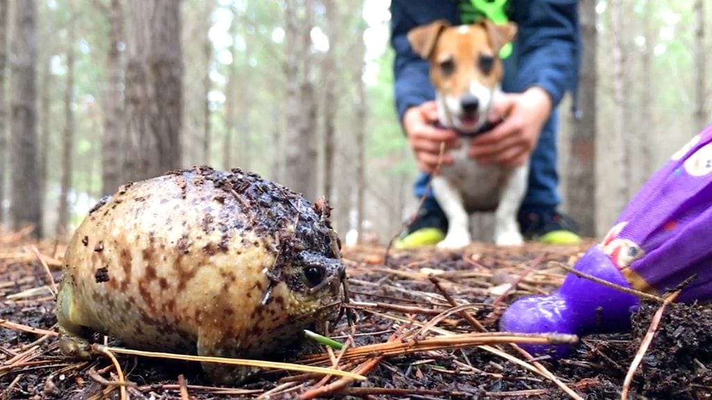 Mikä sammakko! Ja mikä ääni. Cape rain frog -lajia oleva sammakko pitää mahdottoman kovaa ääntä.