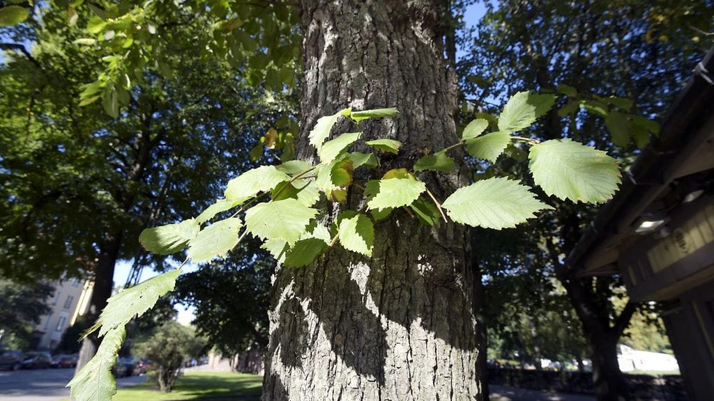 Jalavia Tehtaanpuistossa Laivurinkadun varrella Helsingissä 31.elokuuta 2016.
