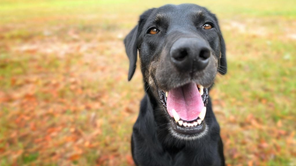 Koiran allergia eli atopia ilmenee usein kutinana ja tulehdusihottumana, ei aivastuksina kuten ihmisellä. Kuvituskuva.