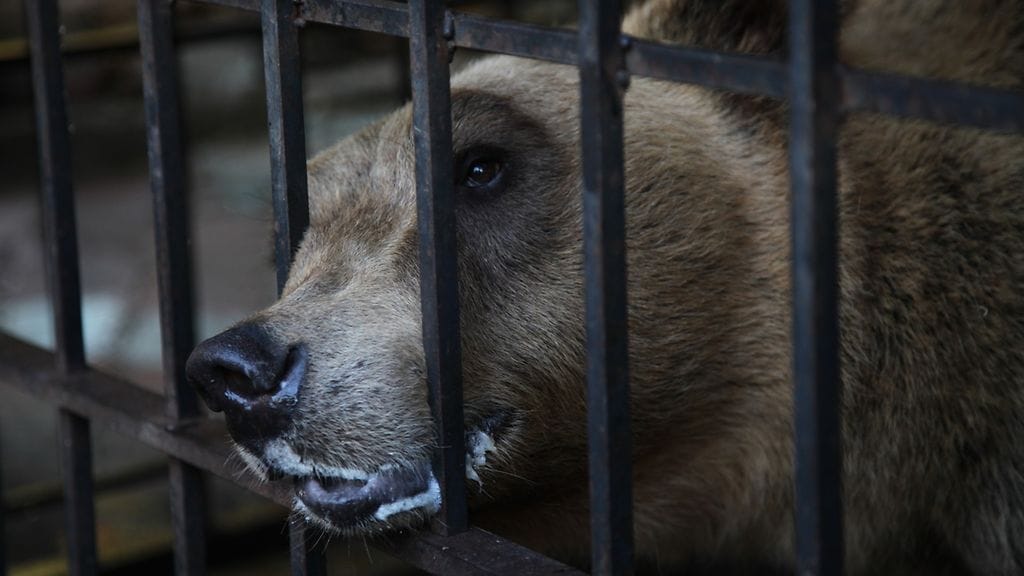 Tomi-karhu oli pelastettaessa erittäin huonossa kunnossa. Esimerkiksi sen hampaat olivat pahasti vaurioituneet.