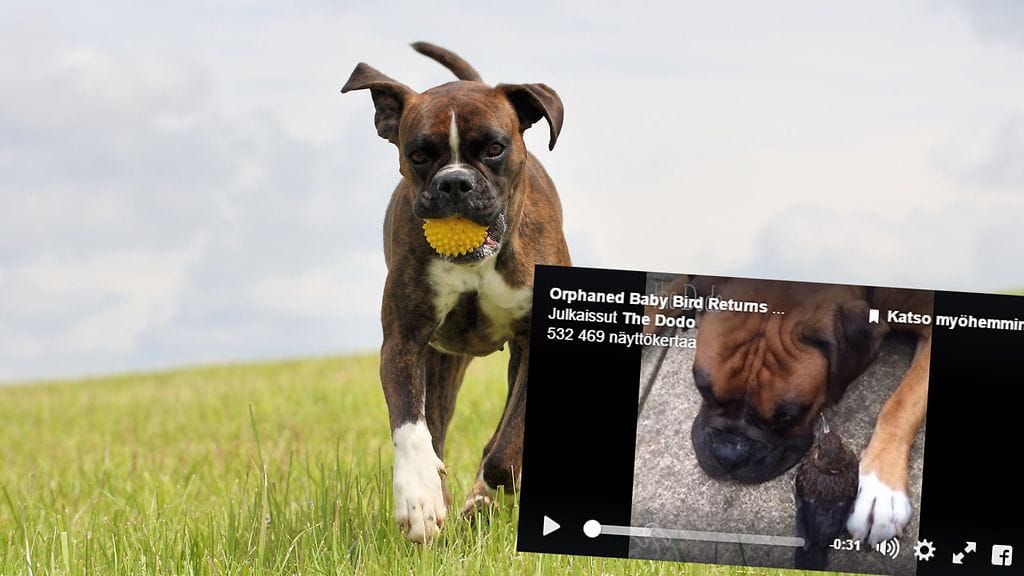 Koira ja lintu ystävystyivät.