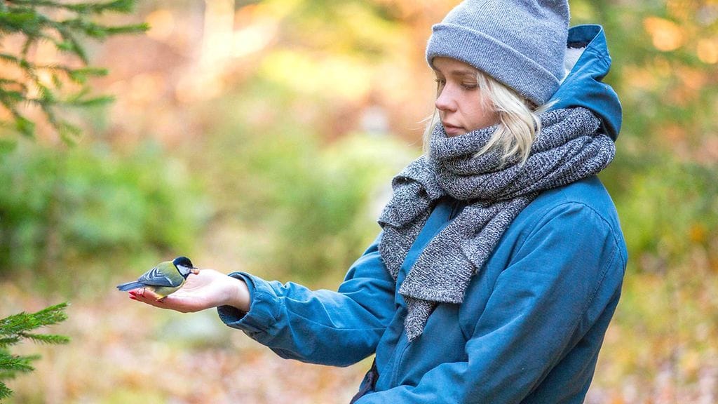 Talitiainen luontokuva 1