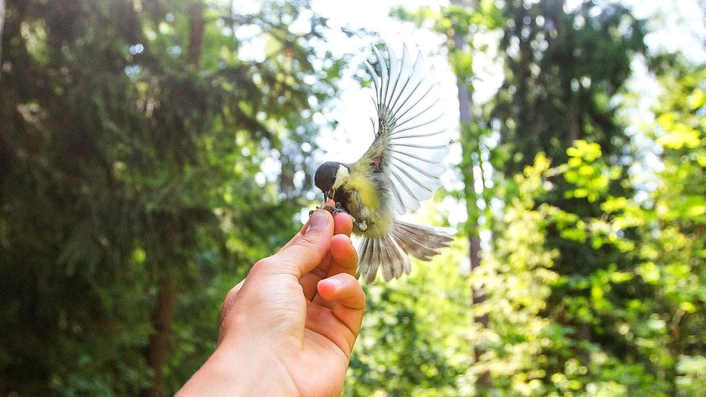 Talitiainen on rauhoitettu lintu. Kuvituskuva.
