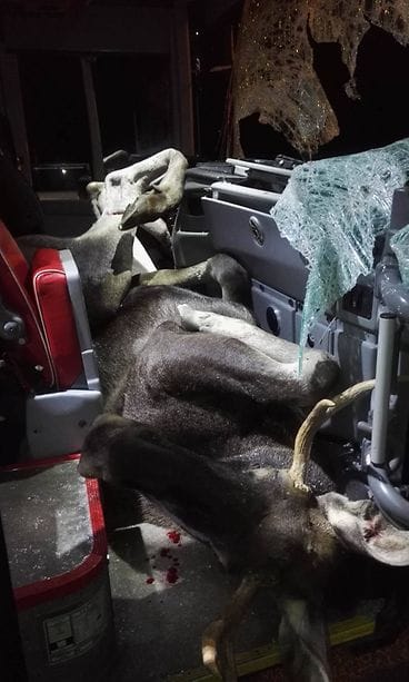 14285349_10154542878399511_288411496_o