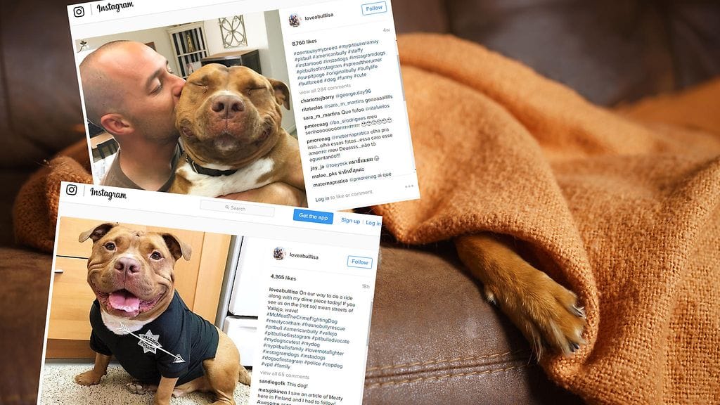 Koira hymyilee kuvissa hellyyttävällä tavalla.