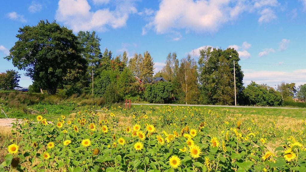Auringonkukkapelto ilahduttaa silmää ja saa maiseman valoisaksi silloinkin, kun aurinko ei paista. Matti Hietalan ottama maisema on ikuistettu Vöyrillä 7.9.2016.
