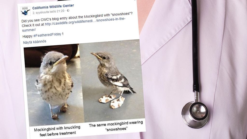 Eläinlääkärin keksintö voi tulevaisuudessa auttaa muitakin loukkaantuneita lintuja.