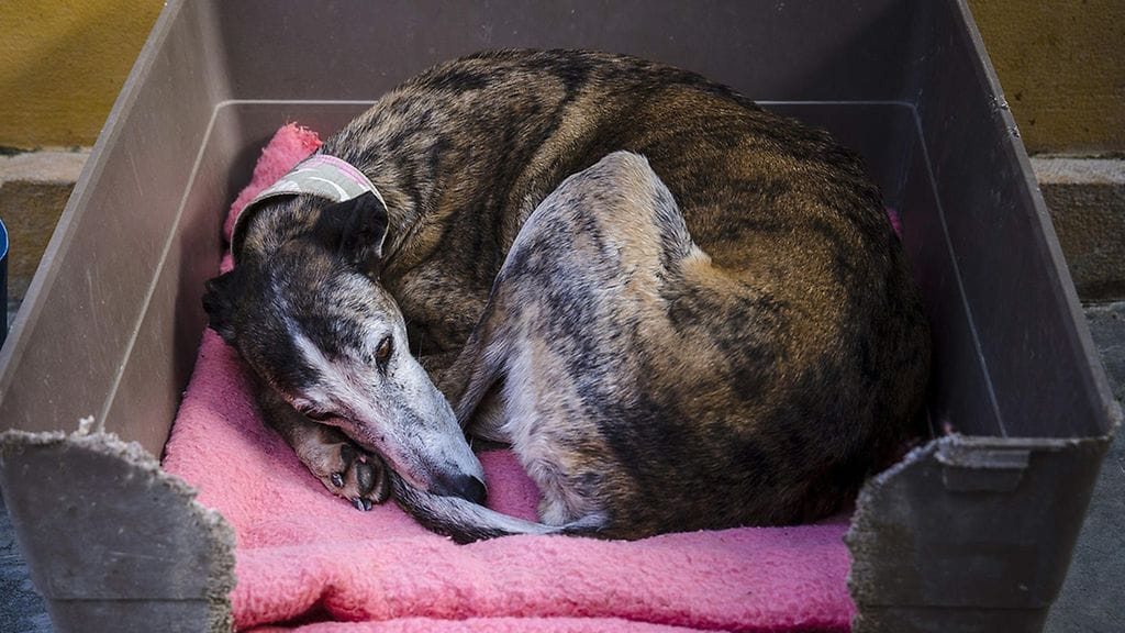 Yliopiston tutkimuksissa oli käytetty kahtatoista vinttikoiraa. Kuvituskuva.