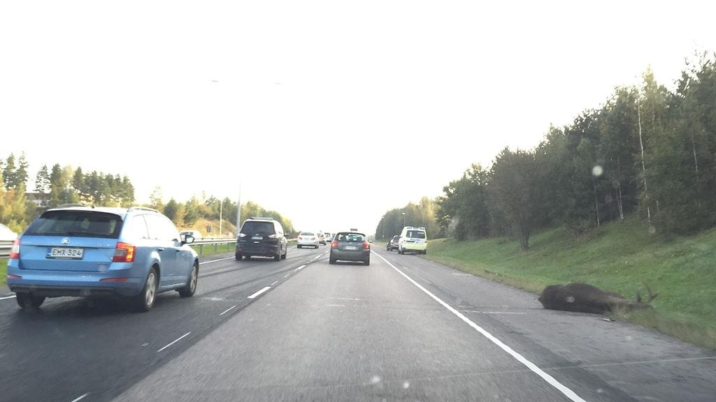 Hirvikolari Espoossa 12.09.2016. Kuva: Antti Mälkönen.