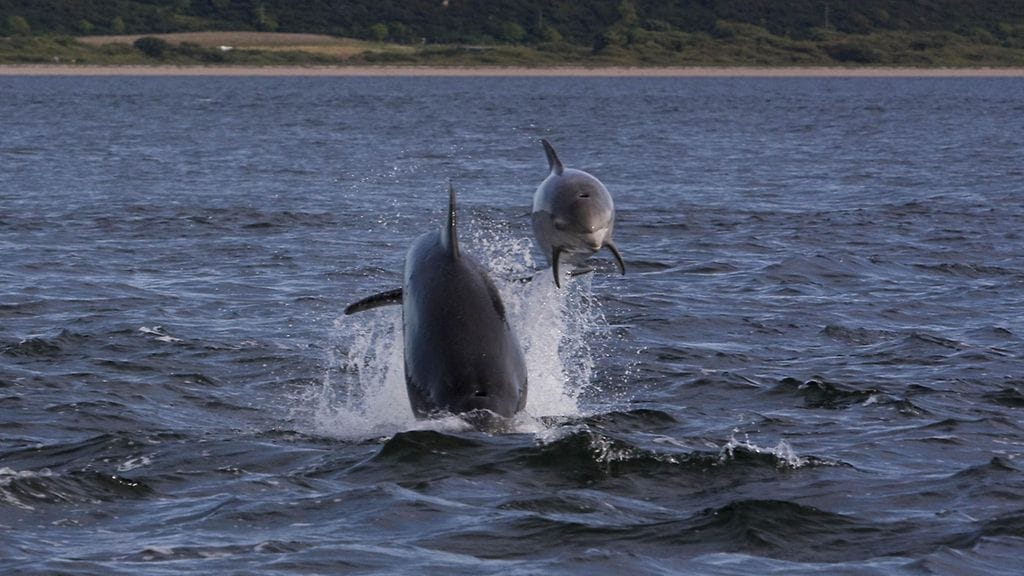 Pullonokkadelfiinejä Skotlannissa. Kuvituskuva.