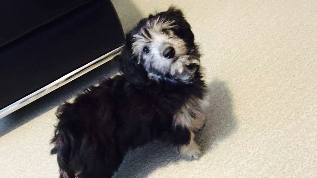 Martta kuvattuna 12-viikkoisena uudessa kodissa Jyväskylässä.