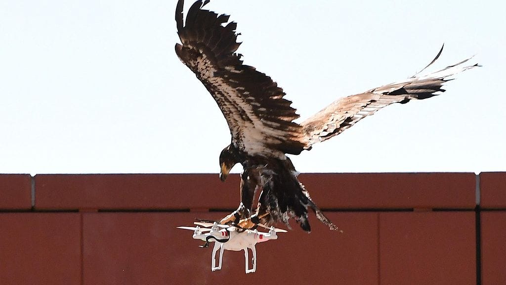 Hollannissa poliisi esitteli tänään tehokkaan aseen lennokkeja vastaan – valkopäämerikotka Hunterin.