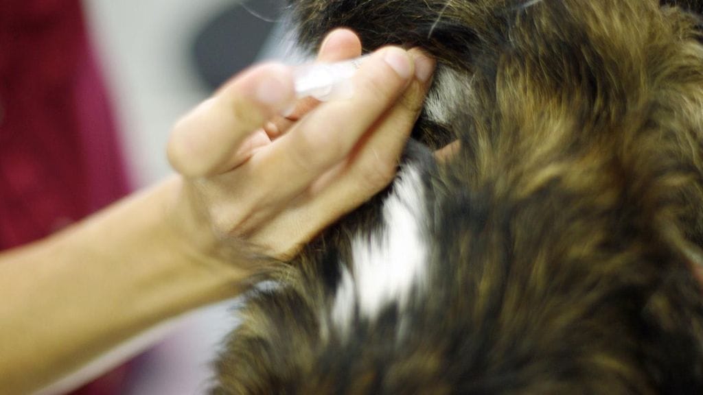 Penikkatauti leviää äärimmäisen helposti kotieläimestä toiseen. Penikkatautia vastaan voidaan rokottaa.