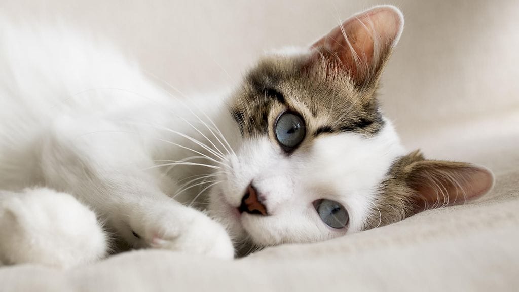 Vaikka kissa onkin itsenäinen olento, merkitset sille enemmän kuin osaat ehkä olettaakaan.