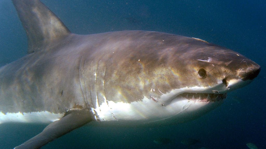 Valkohai hyppäsi yllättäen australialaismiehen veneeseen lauantaina. Kuvituskuva.