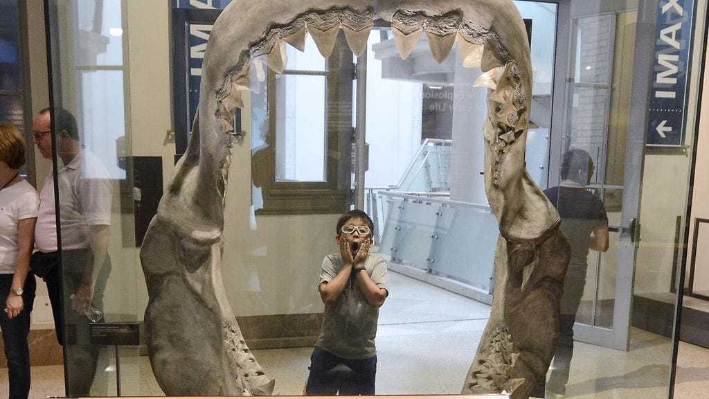 valkohai, valkohait. leukaluu